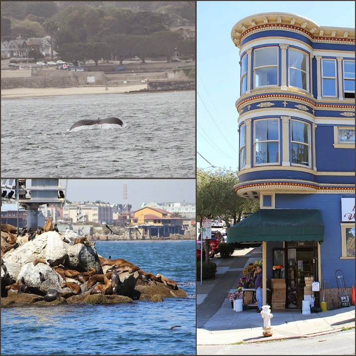 Monterey und San Francisco Collage Whale Watching und Robben in Monterey, Haus in San Francisco