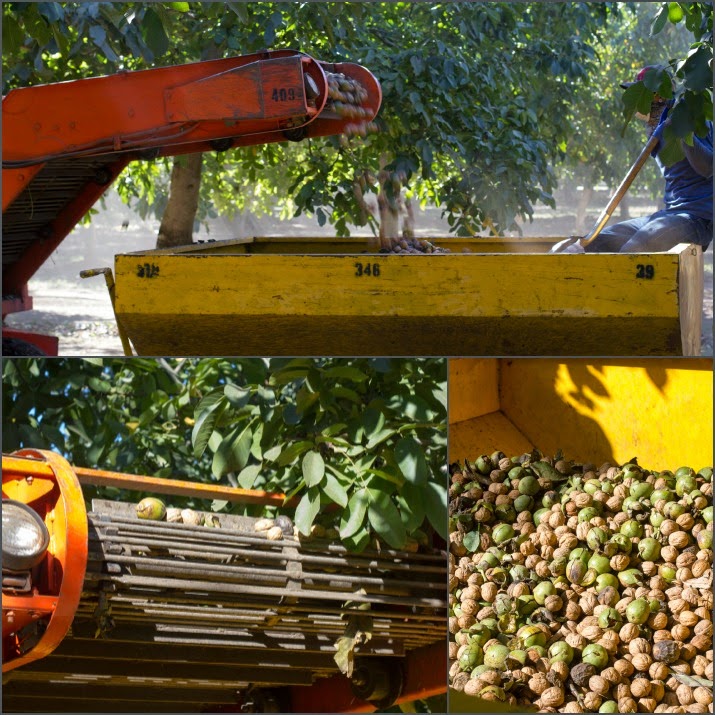 Eine weitere Maschine befördert die Walnüsse vom Boden über ein Förderband in große Container