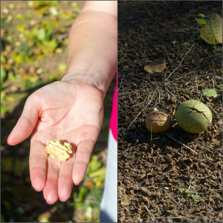 Frisch geerntete und vom Baum gefallene Walnüsse und ein frischer, weicher Walnusskern