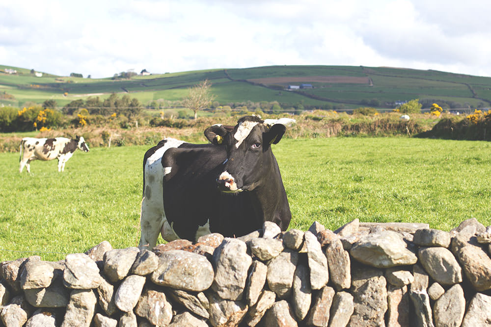 Irland-Rundreise mit Kerrygold, Bord Bia und Tourism Ireland: Von der Milchfarm im County Cork bis in die Cheddar-Fabrik