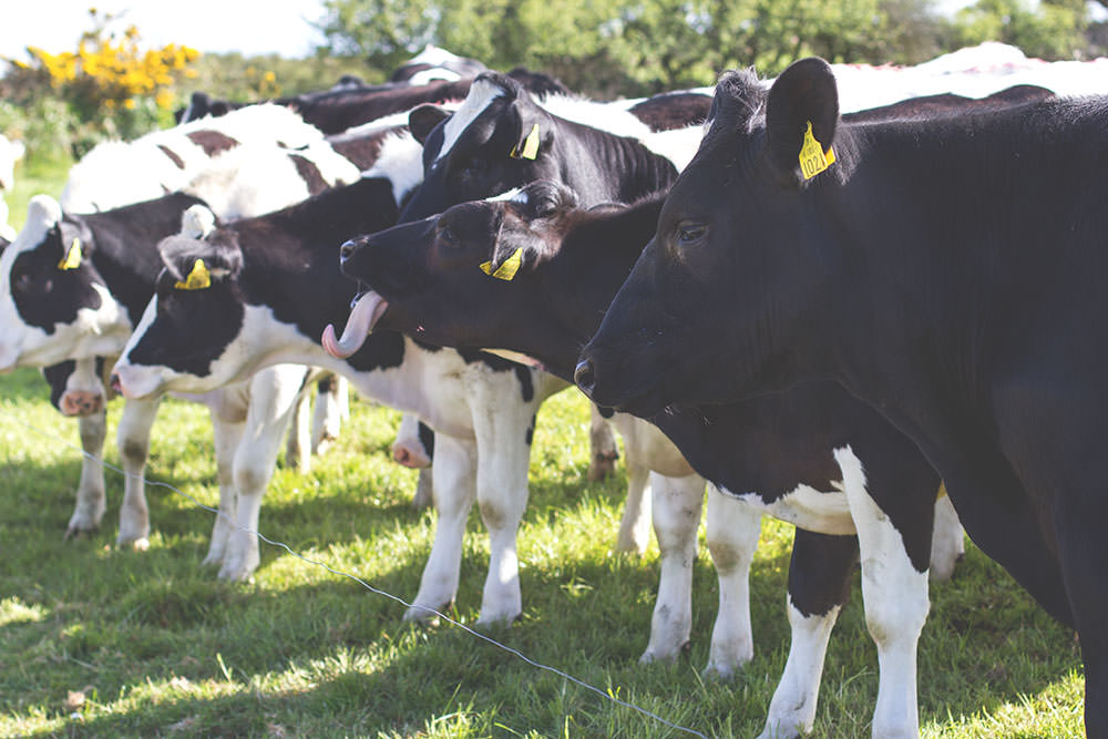 Irland-Rundreise mit Kerrygold, Bord Bia und Tourism Ireland: Von der Milchfarm im County Cork bis in die Cheddar-Fabrik