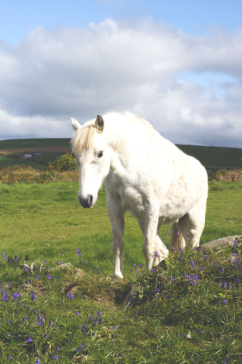 Irland-Rundreise mit Kerrygold, Bord Bia und Tourism Ireland: Von der Milchfarm im County Cork bis in die Cheddar-Fabrik