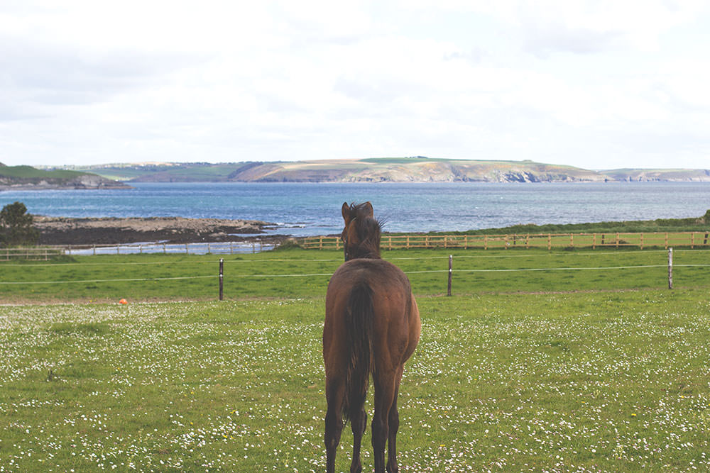 Irland-Rundreise am Wild Atlantic Way mit Kerrygold, Bord Bia und Tourism Ireland