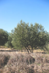 Olivenbaum in der Provence | moeyskitchen.com