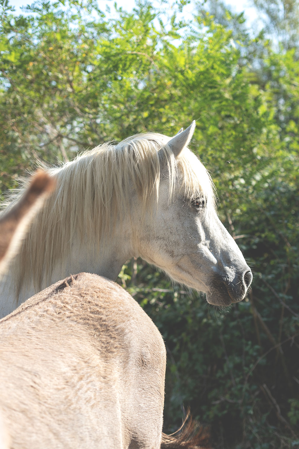 Kulinarischer Reisebericht durch Provence und Camargue mit dem französischen Landwirtschaftsministerium | moeyskitchen.com #provence #camargue #frankreich #reise #travel