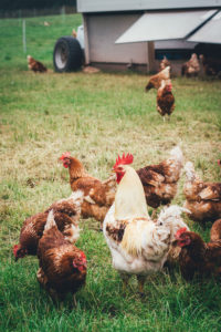 Die Hühner vom demeter-Bauernhof Haus Bollheim in Zülpich leben in mobilen Ställen und grasen auf den Wiesen - von hier bekomme ich meine Bio-Eier | moeyskitchen.com