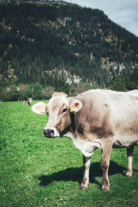 In Zillis in der Schweiz | moeyskitchen.com #zillis #graubünden #schweiz #reisebericht #blogger #reisen