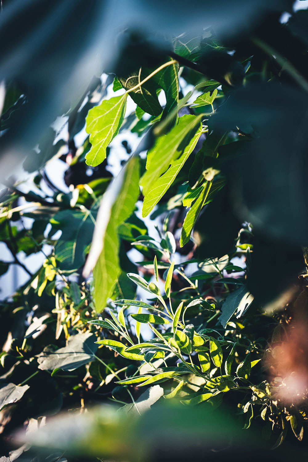 Terrase im Sommer mit Feigenbaum und Salbei