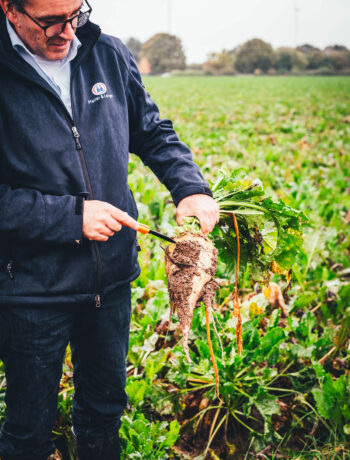 Frisch geerntete Zuckerrübe auf dem Feld | moeyskitchen.com