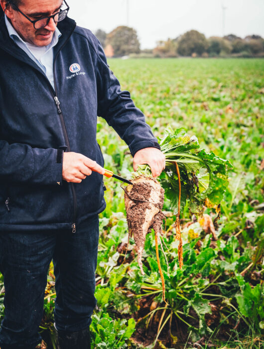 Frisch geerntete Zuckerrübe auf dem Feld | moeyskitchen.com