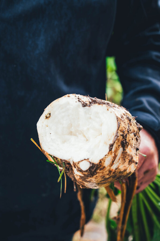 Frisch geerntete Zuckerrübe auf dem Feld | moeyskitchen.com