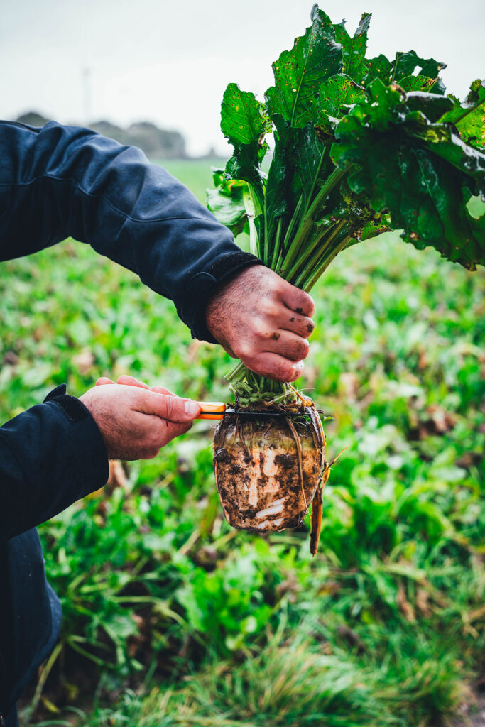 Frisch geerntete Zuckerrübe auf dem Feld | moeyskitchen.com