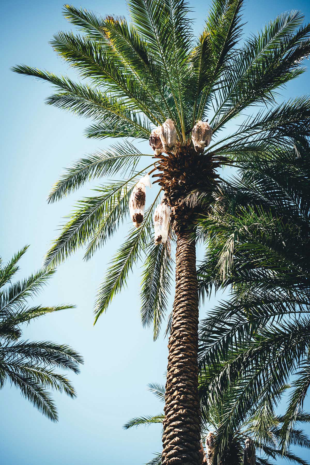 Dattel-Palme in Palm Desert | moeyskitchen.com