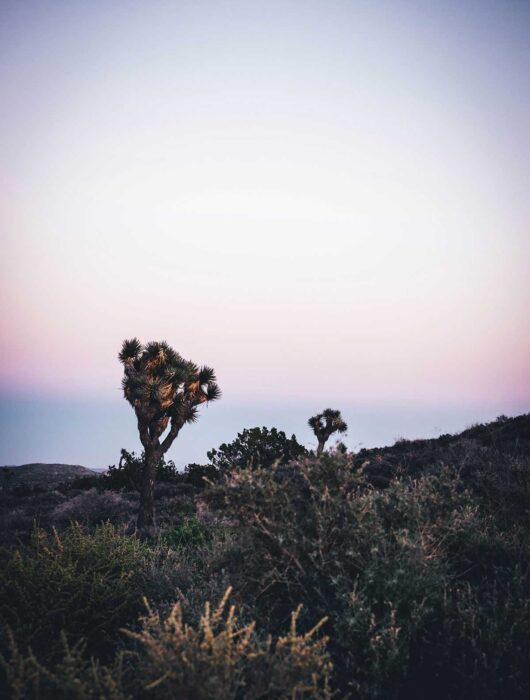 Sonnenuntergang im Joshua Tree Park in Kalifornien, USA | moeyskitchen.com