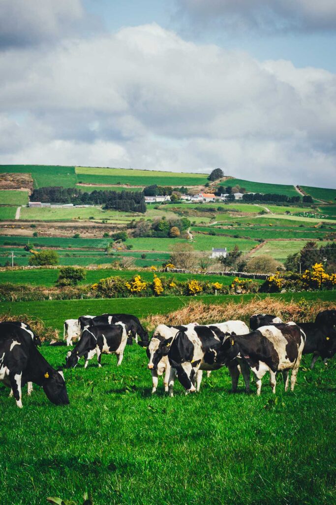 Eine Herde irischer Milchkühe auf der grünen Weide in Irland für meine 5-teilige Reportage | moeyskitchen.com